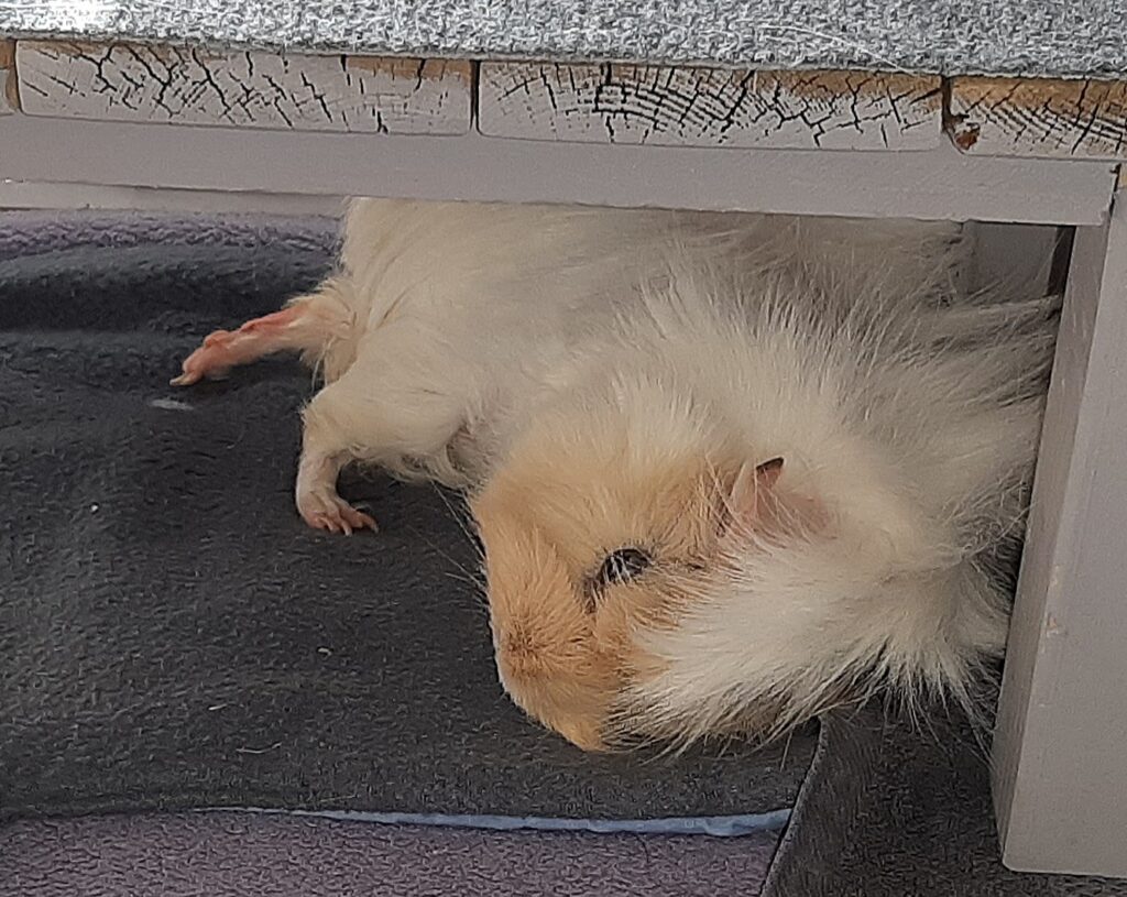 Ein Meerschweinchen mit ausgestreckten Hinterbeinchen chillt gemütlich.