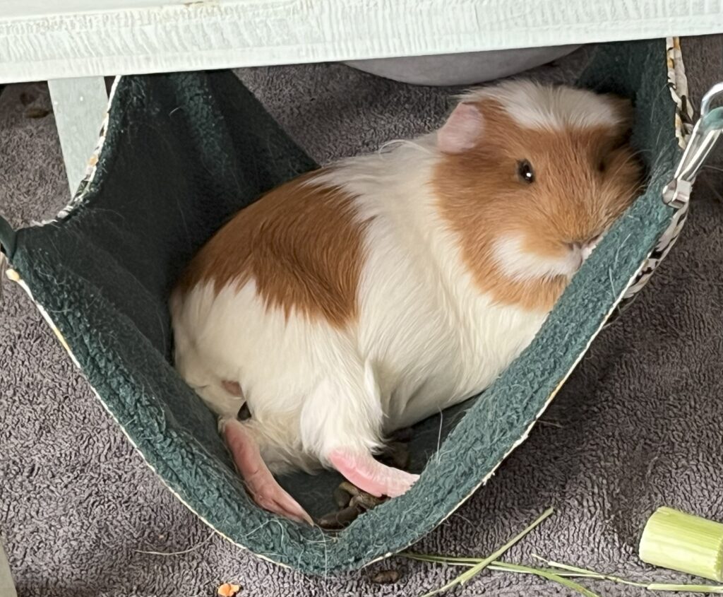 Meerschweinchen chillt in der Hängematte