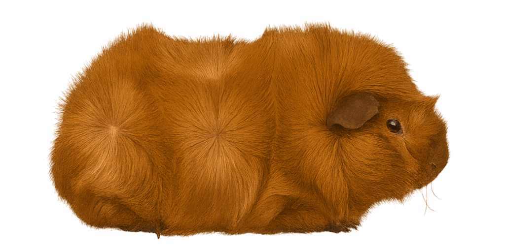 Meerschweinchenrassen Rosettenmeerschweinchen