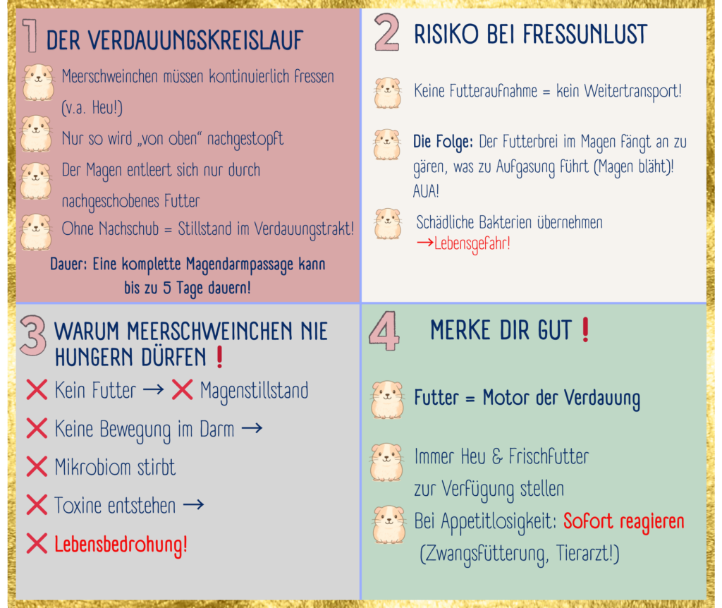 Hier wird erklärt warum Meerschweinchen konstant fressen sollen