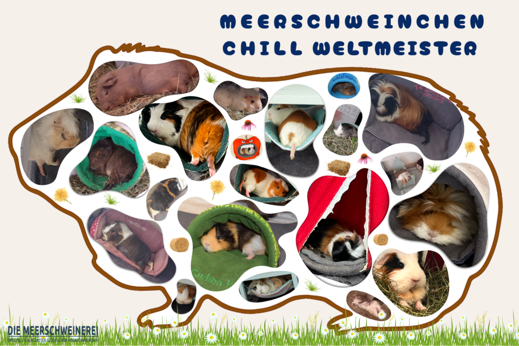 Poster mit vielen chillenden Meerschweinchen