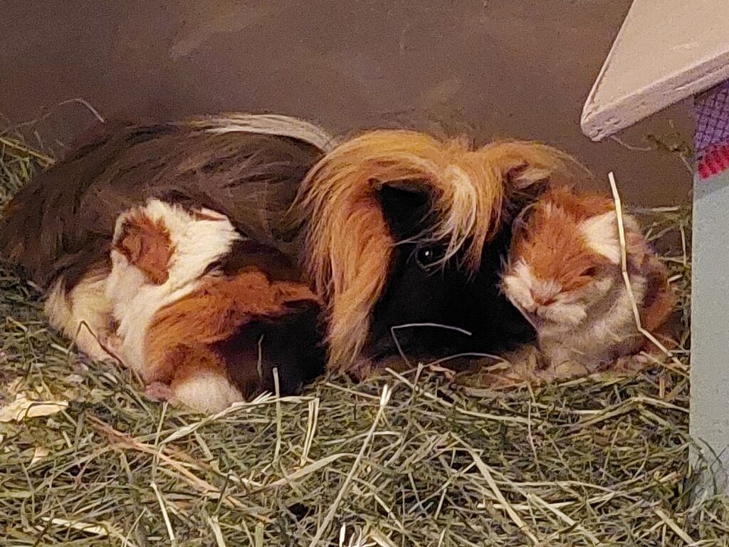 Meerschweinchen Mama mit ihren Babys