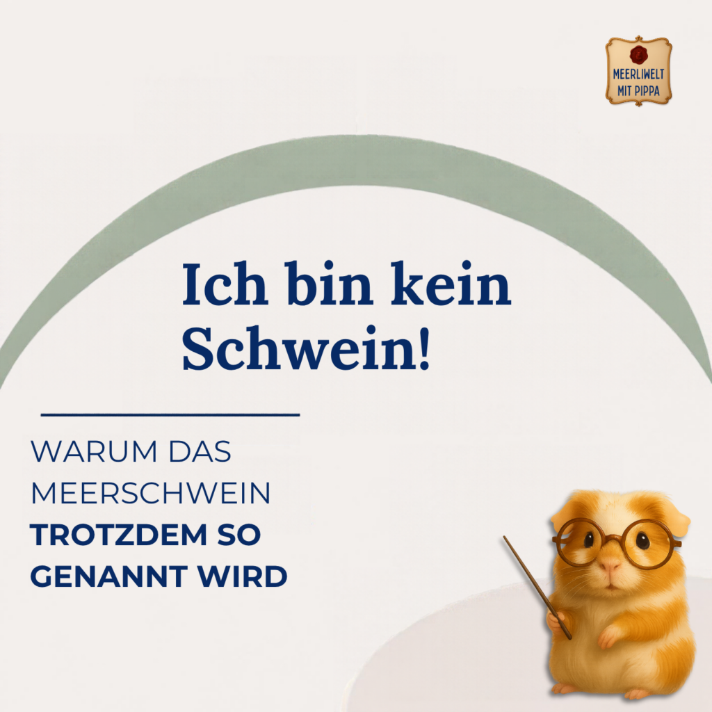 Ich bin eigentlich kein Schwein! Warum das Meerschwein  „Meerschwein“ heißt obwohl es kein Schwein ist