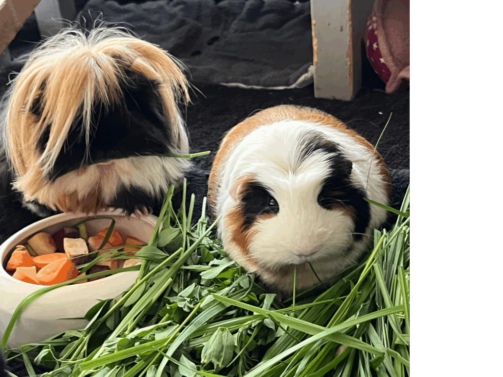 Meerschweinchen vor einem Berg frischem Gras und einer Schüssel mit Gemüse