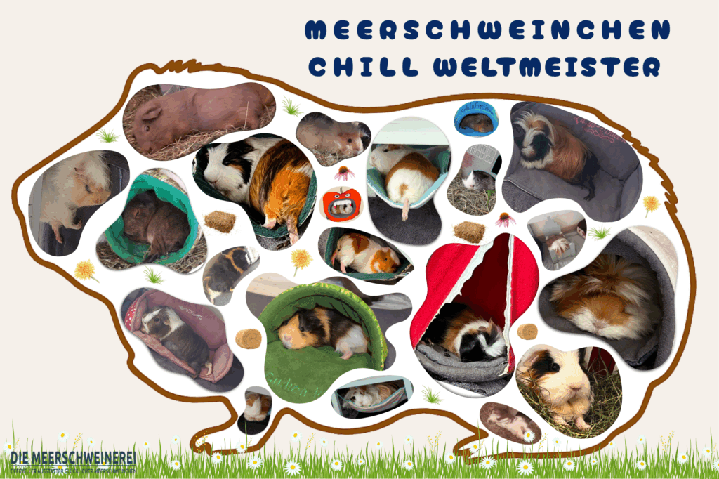 Freebie Poster Meerschweinchen Chill Weltmeister!