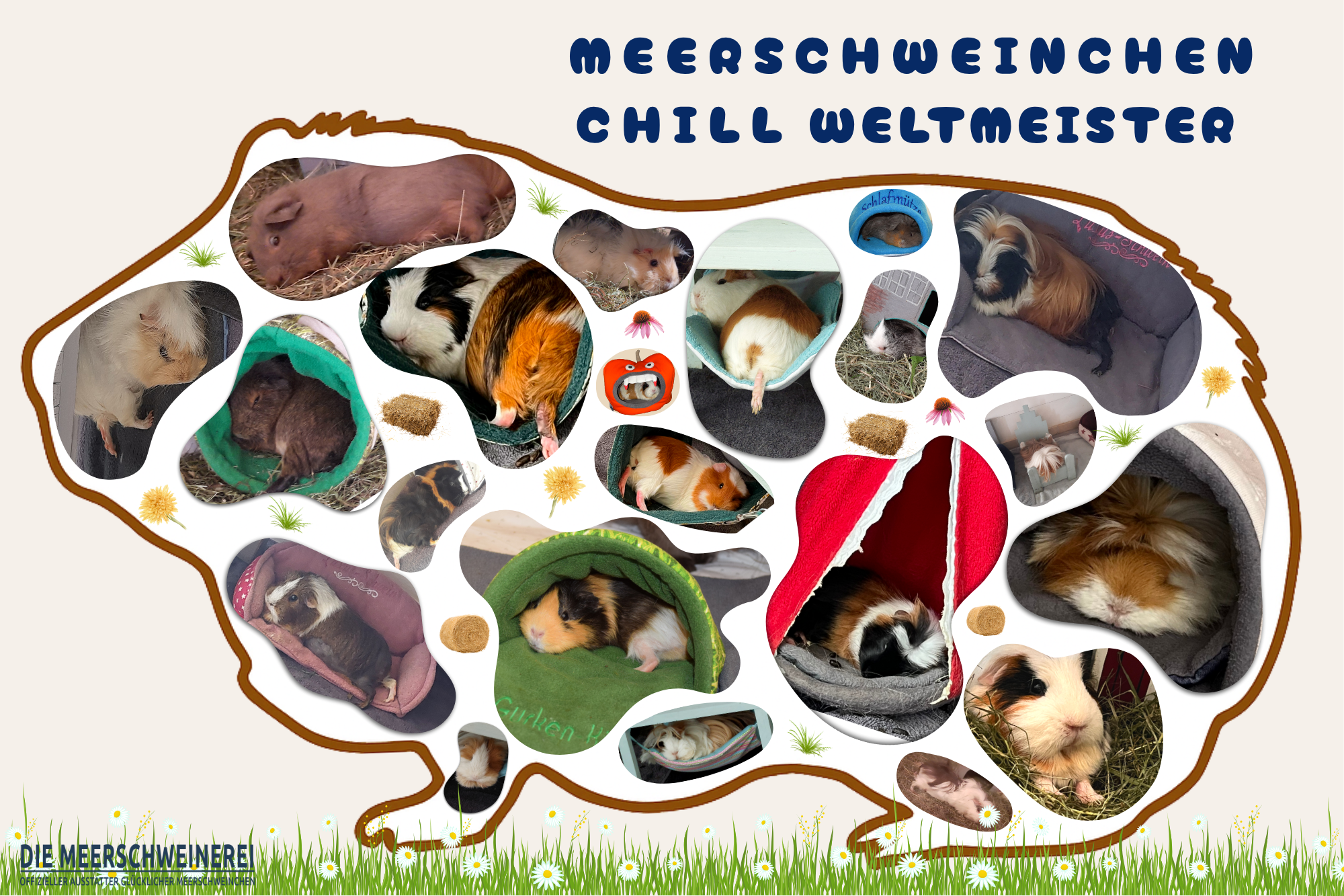 Freebie_Meerschweinchen chillen wie auf Wolken Poster