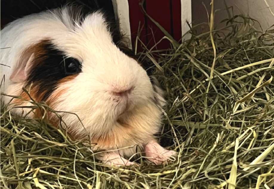 Meerschweinchen mit ausgestreckten Vorderfüßen chillt im Heu
