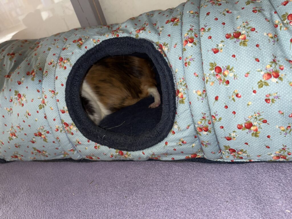 Meerschweinchen chillt in einem Kuscheltunnel von Die Meerschweinerei