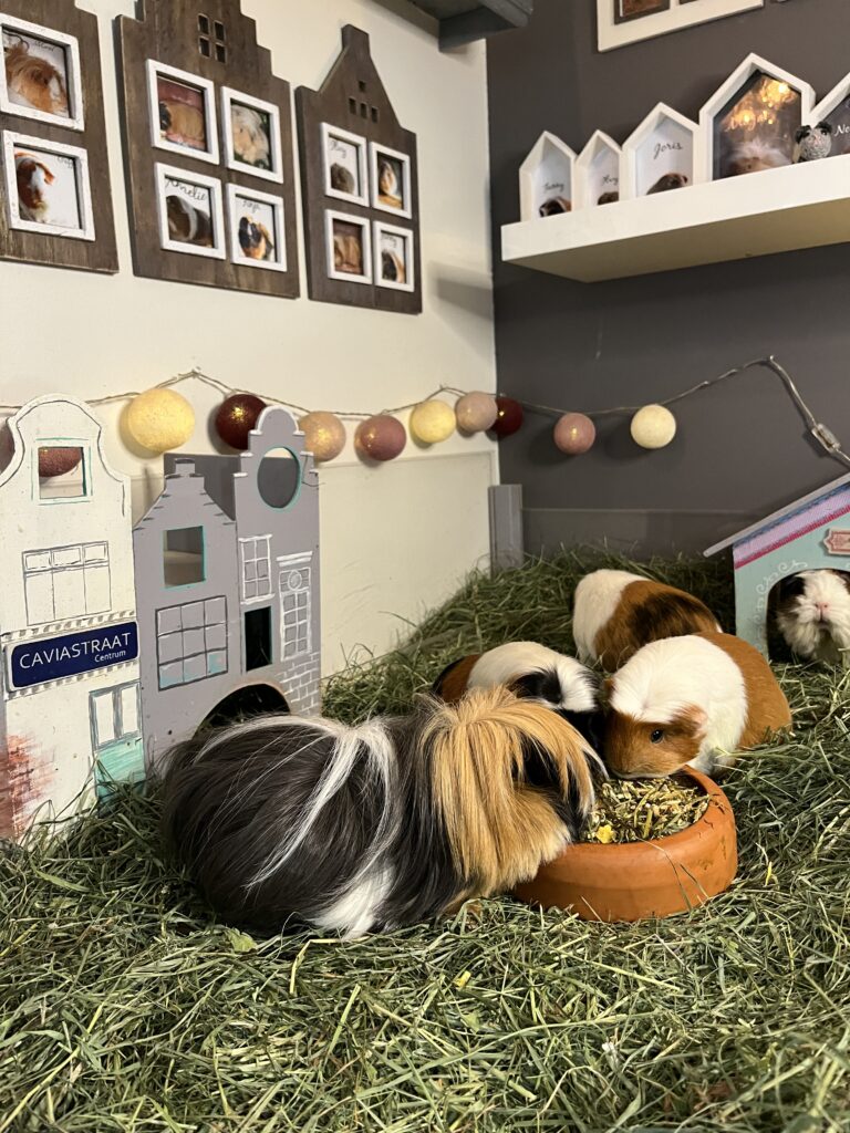 Gemütliches Meerschweinchengehege