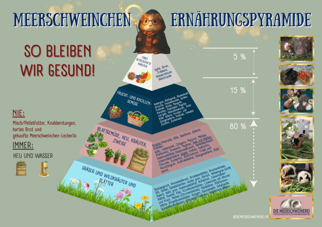 Meerschweinchen Ernährungspyramide