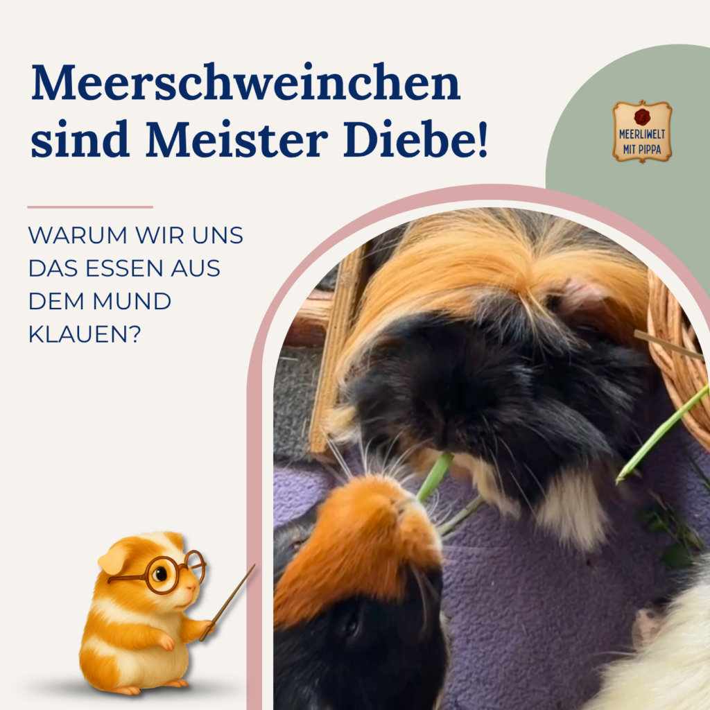 Wir sind leidenschaftliche Diiiebe! Warum Meerschweinchen sich das Essen aus dem Mund klauen?