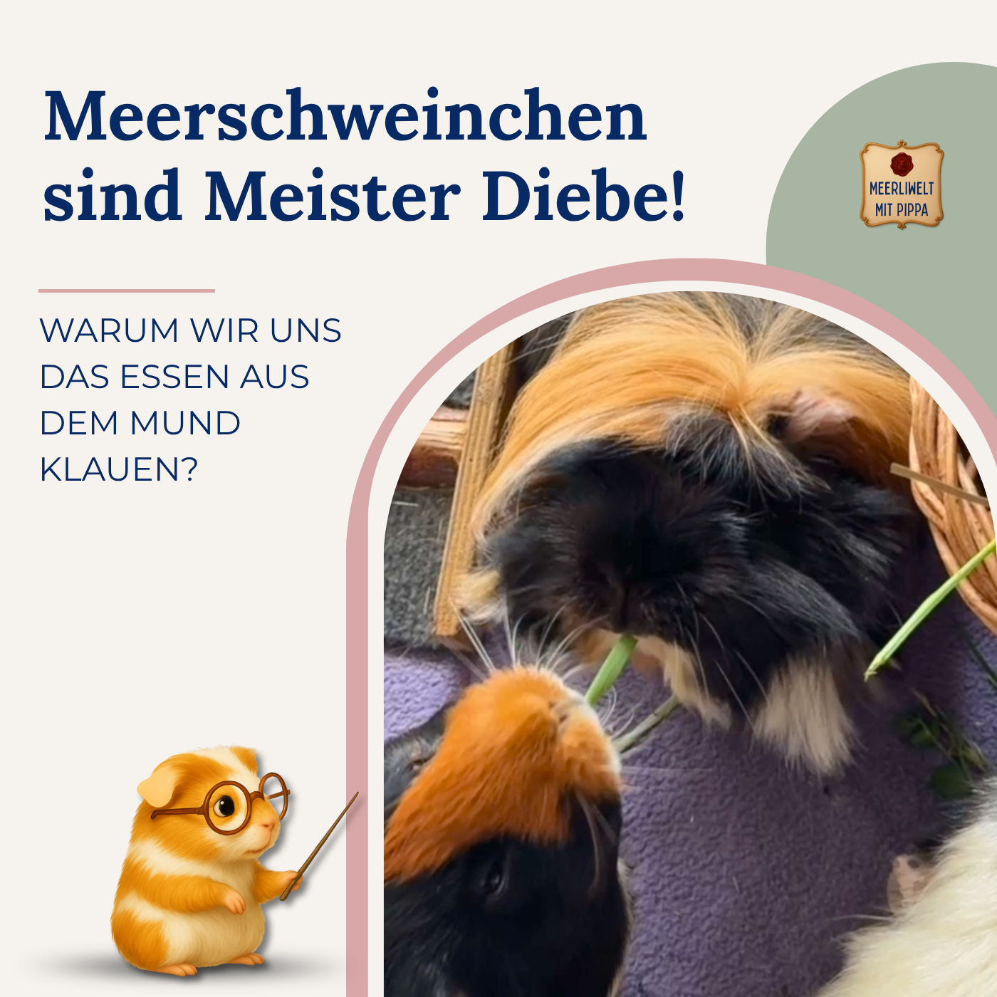 Wir sind leidenschaftliche Diiiebe! Warum Meerschweinchen sich das Essen aus dem Mund klauen?