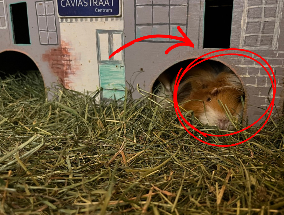 Der Beweis: Meerschweinchen nagen Häuschen an