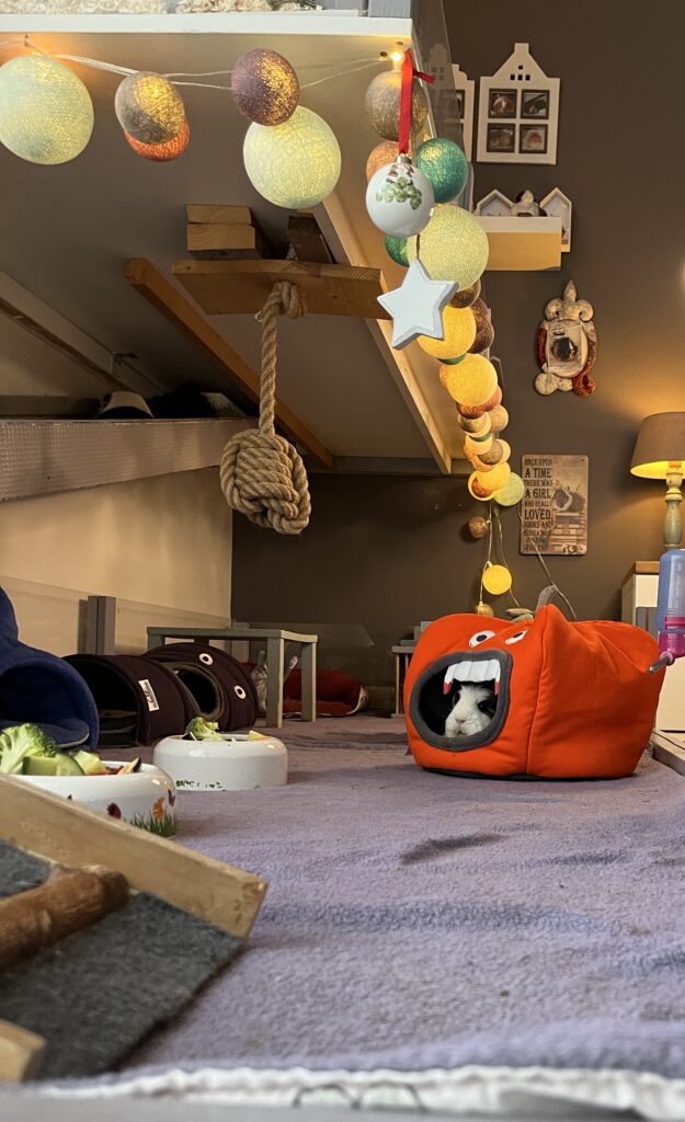 Einblicke in das Gehege von die Meerschweinerei