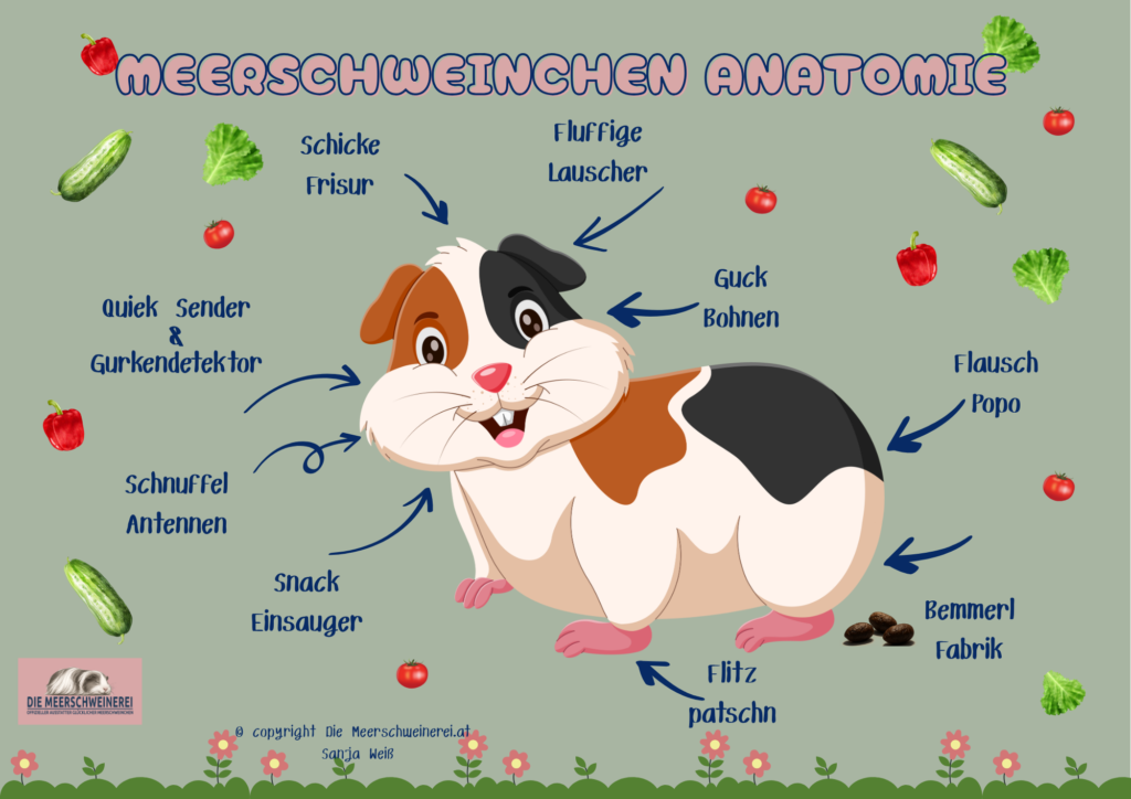 Freebie_Meerschweinchen Anatomie