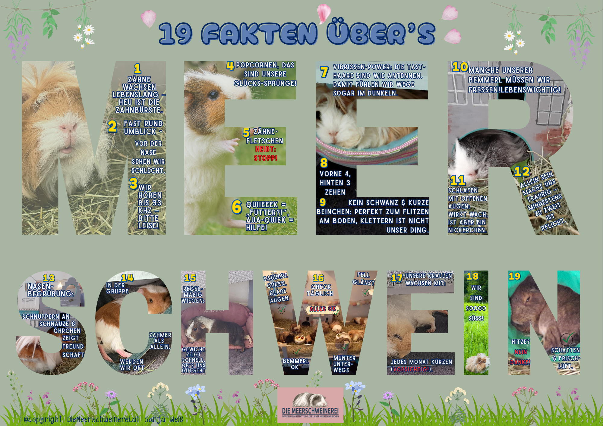 Freebie_Meerschweinchen Anatomie