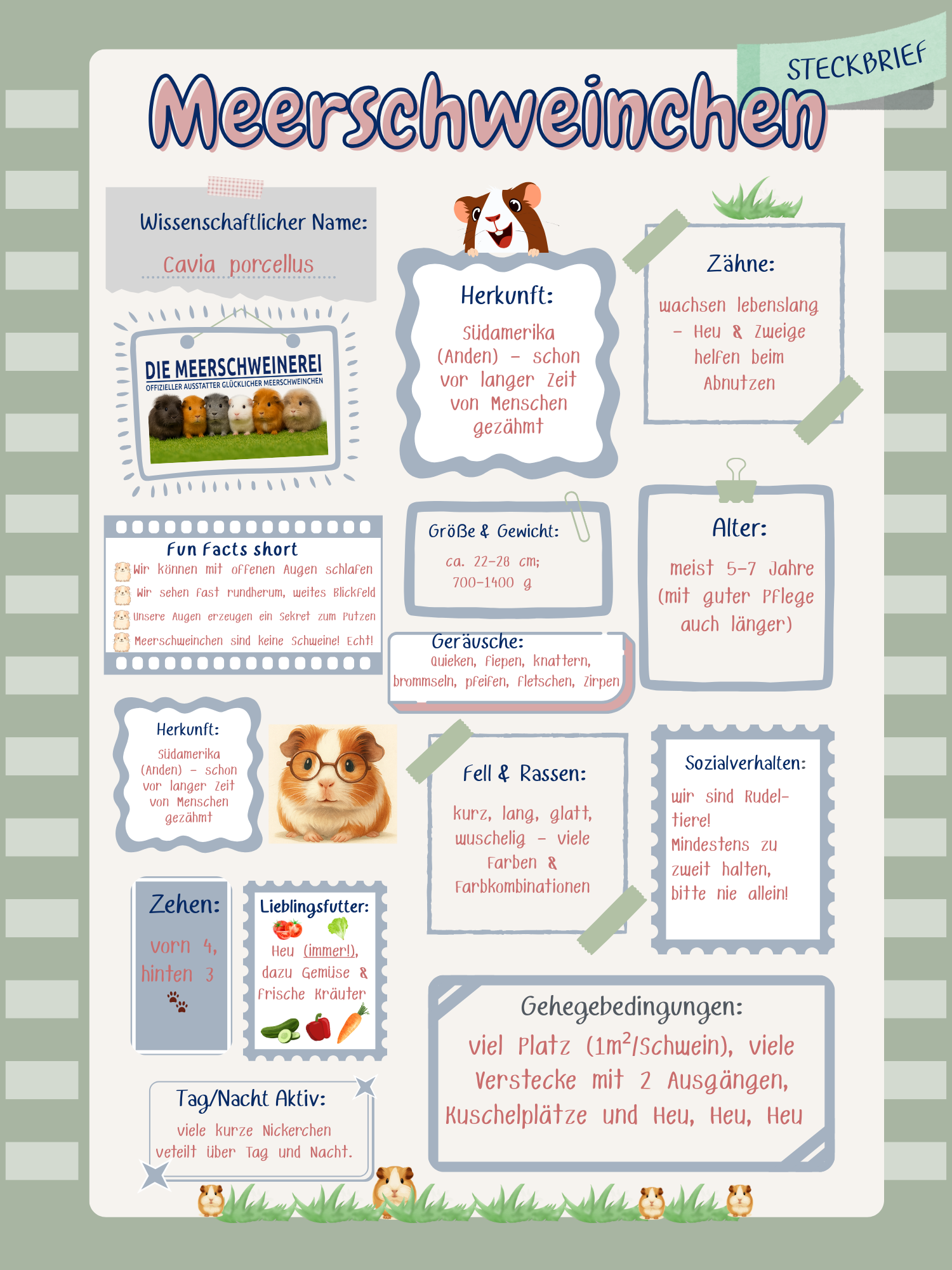Tolles Freebie Poster Steckbrief von Meerschweinchen