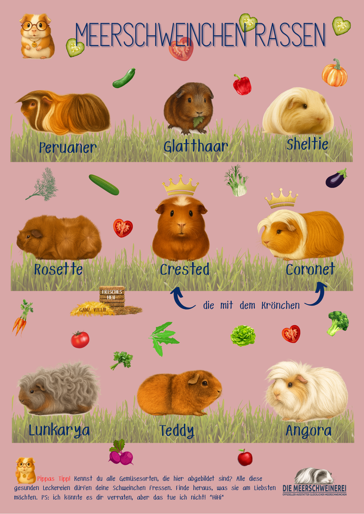 POSTER MEERSCHWEINCHEN RASSEN