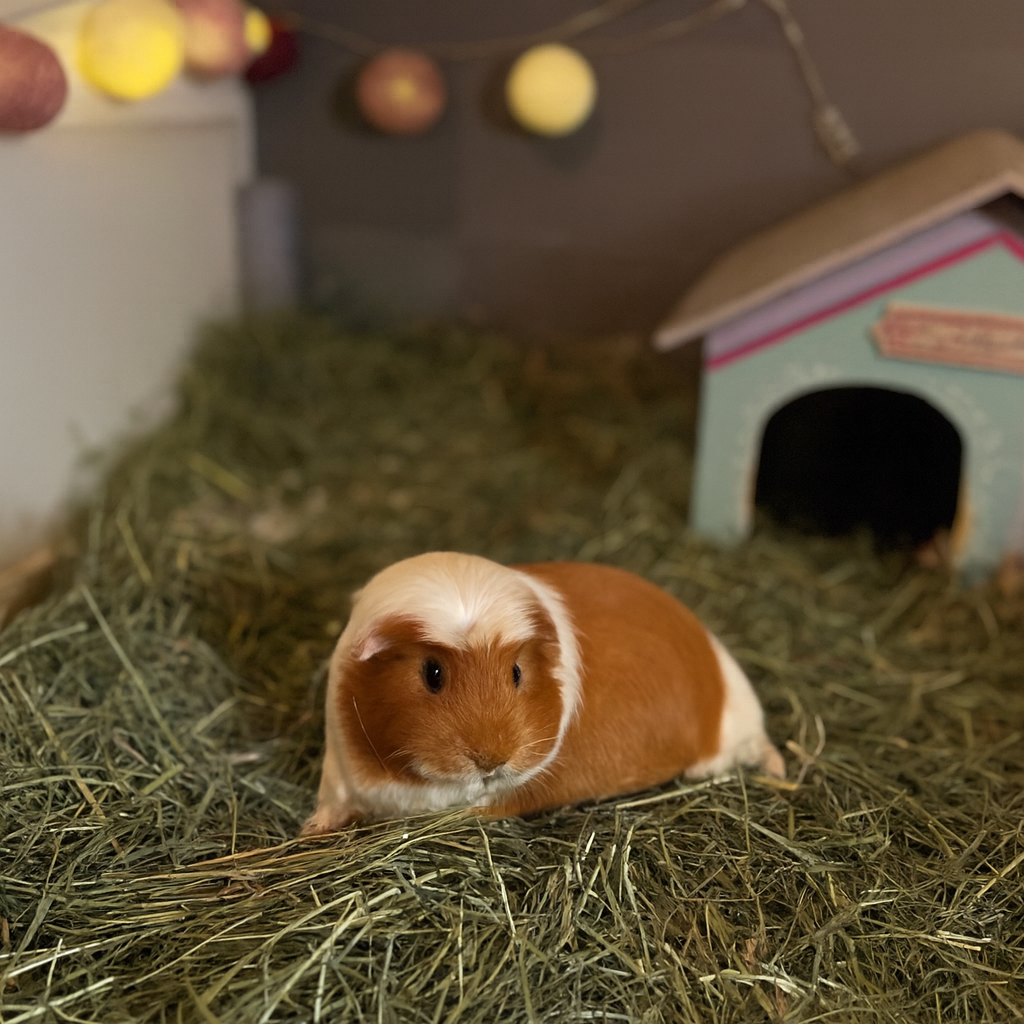 Meerschweinchen im Heu