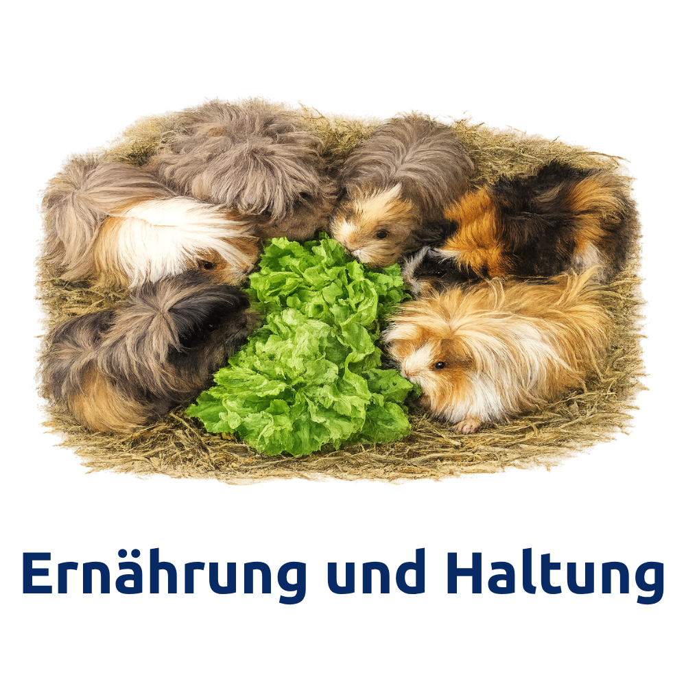 Viele Meerschweinchen rund um einen Salat