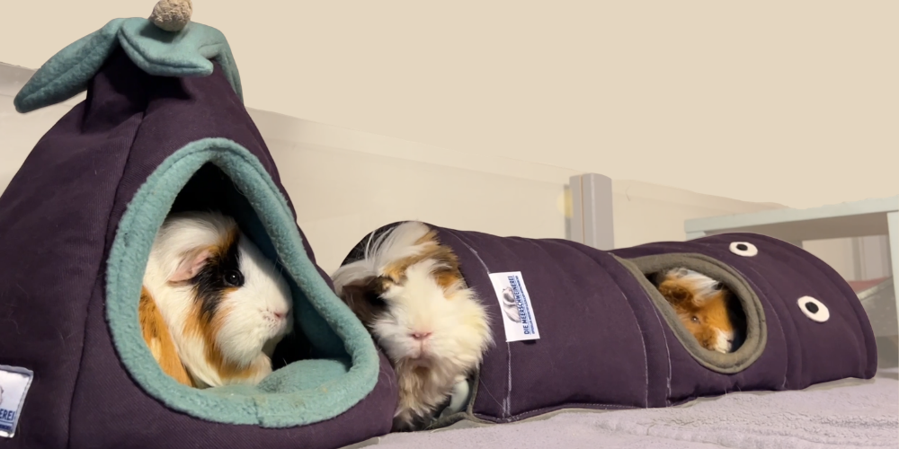 Startseite Header Kuschelwelt