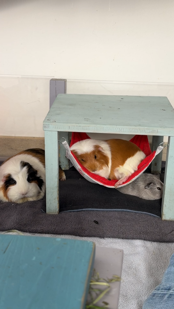 Meerschweinchen Gruppen Kuscheln 1