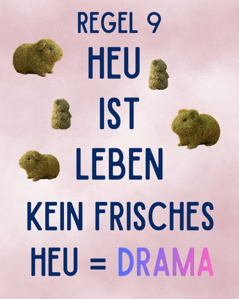 Meerschweinchen Alltags Regeln - Regel 9