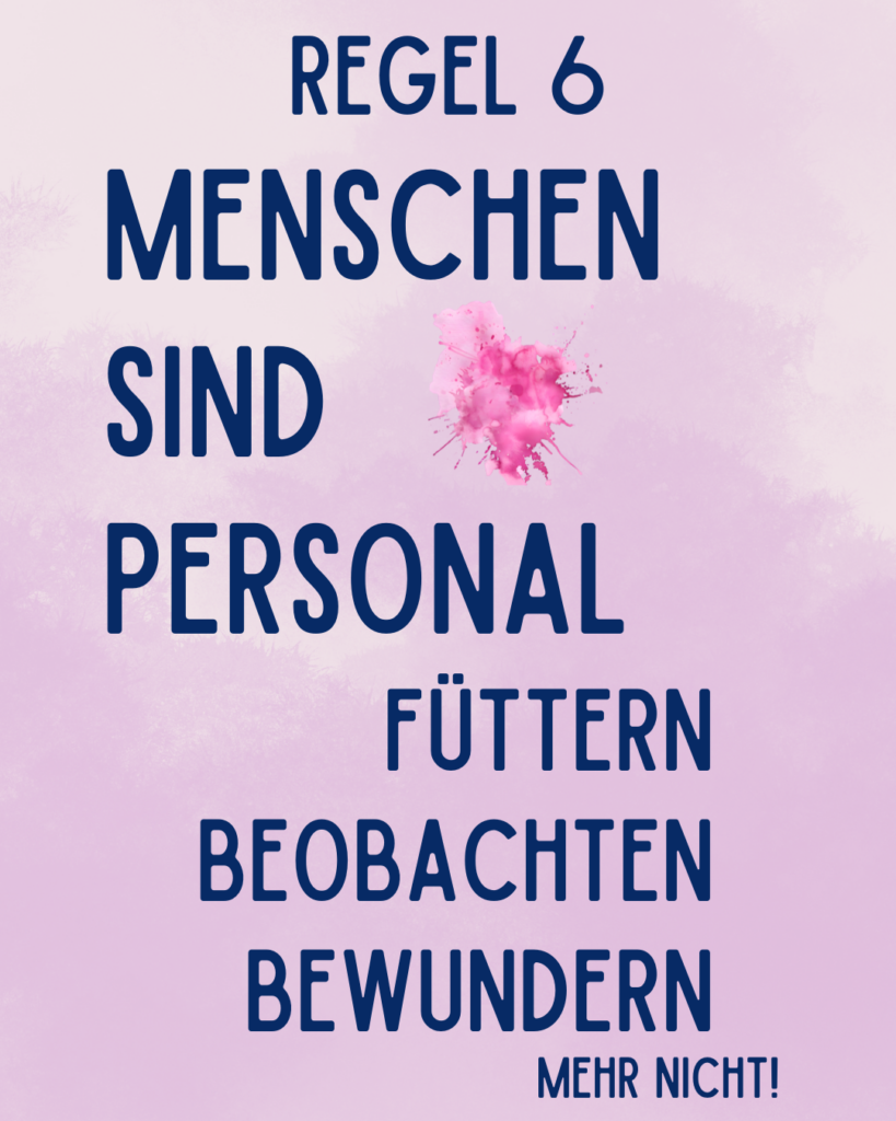 Meerschweinchen Alltags Regeln - Regel 6