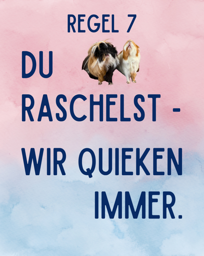 Meerschweinchen Alltags Regeln - Regel 7