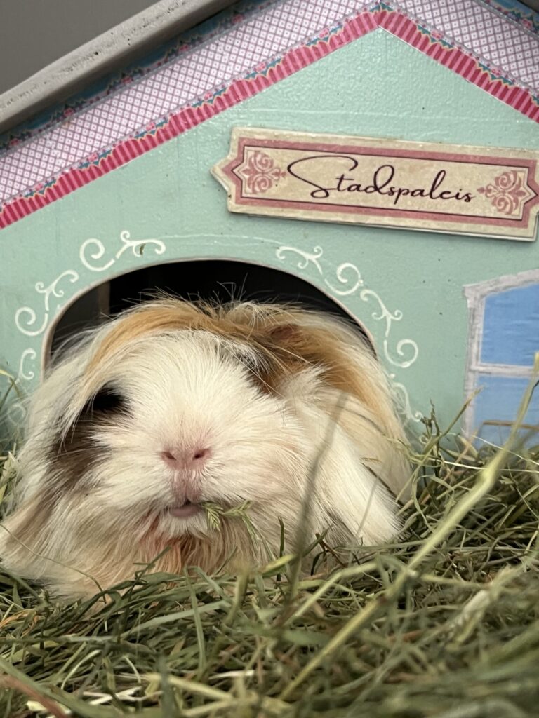 DIEMEERSCHWEINEREI Testabteilung Impressionen 2