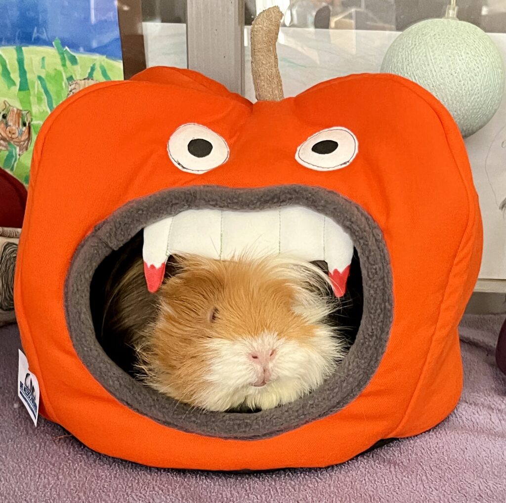Kuschelhöhle Gruselkürbis mit Meerschweinchen Milou