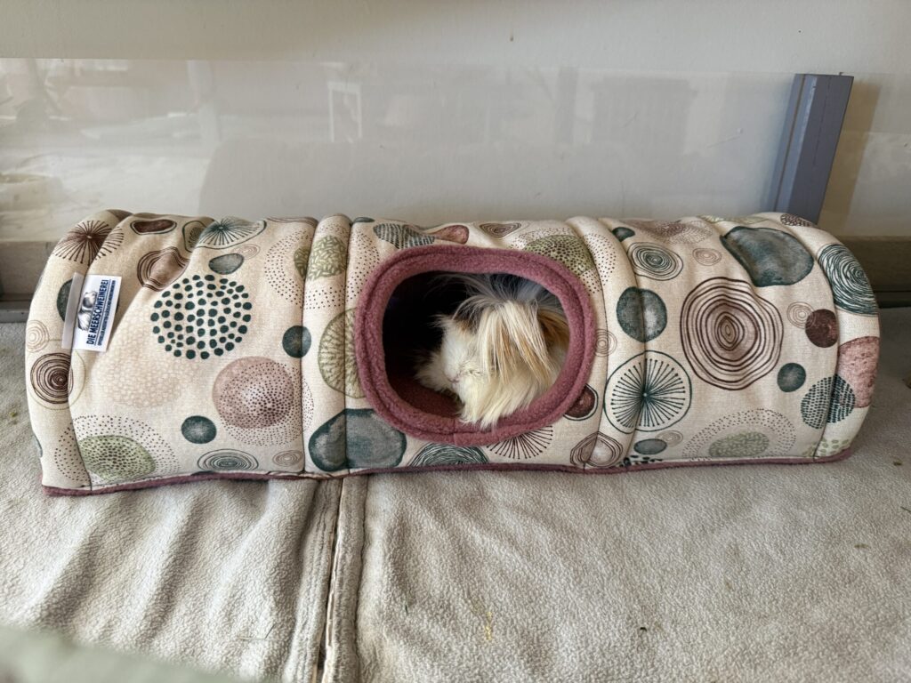 Kuscheltunnel Vintage Circles wird in der DIEMEERSCHWEINEREI Testabteilung von Meerschweinchen Ella getestet