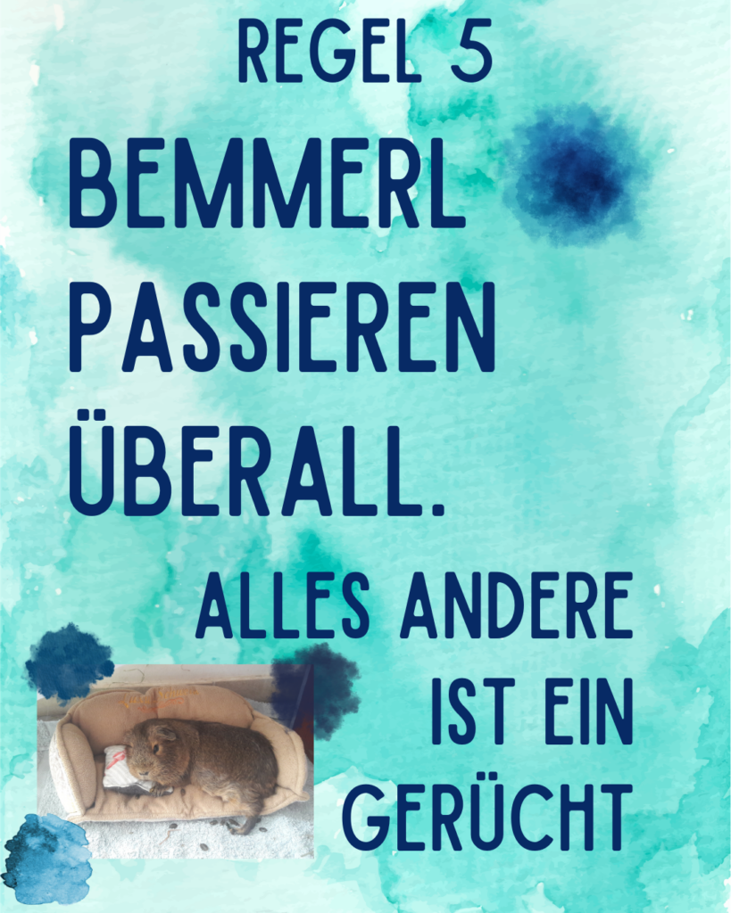 Meerschweinchen Alltags Regeln - Regel 5
