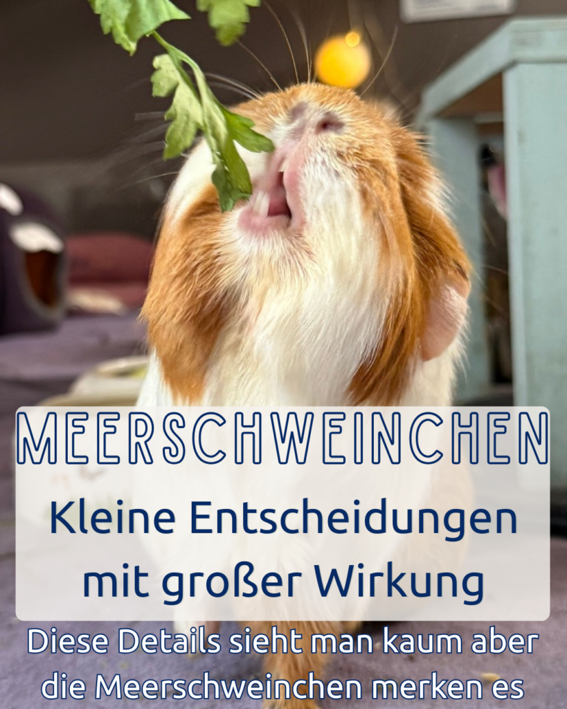 Meerli-Gehege: Kleine Entscheidungen mit großer Wirkung