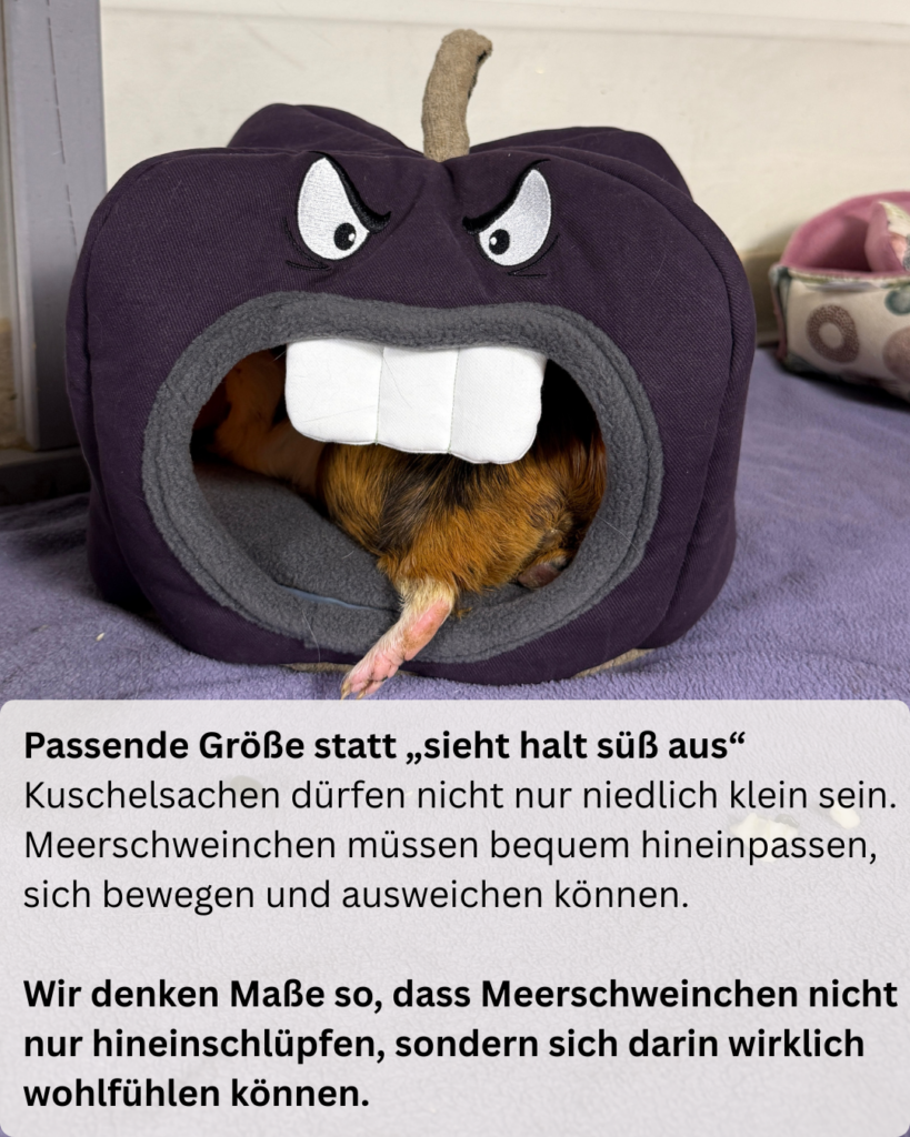 Kuschelsachen, die für Meerschweinchen wirklich passen - warum Größe wichtig ist