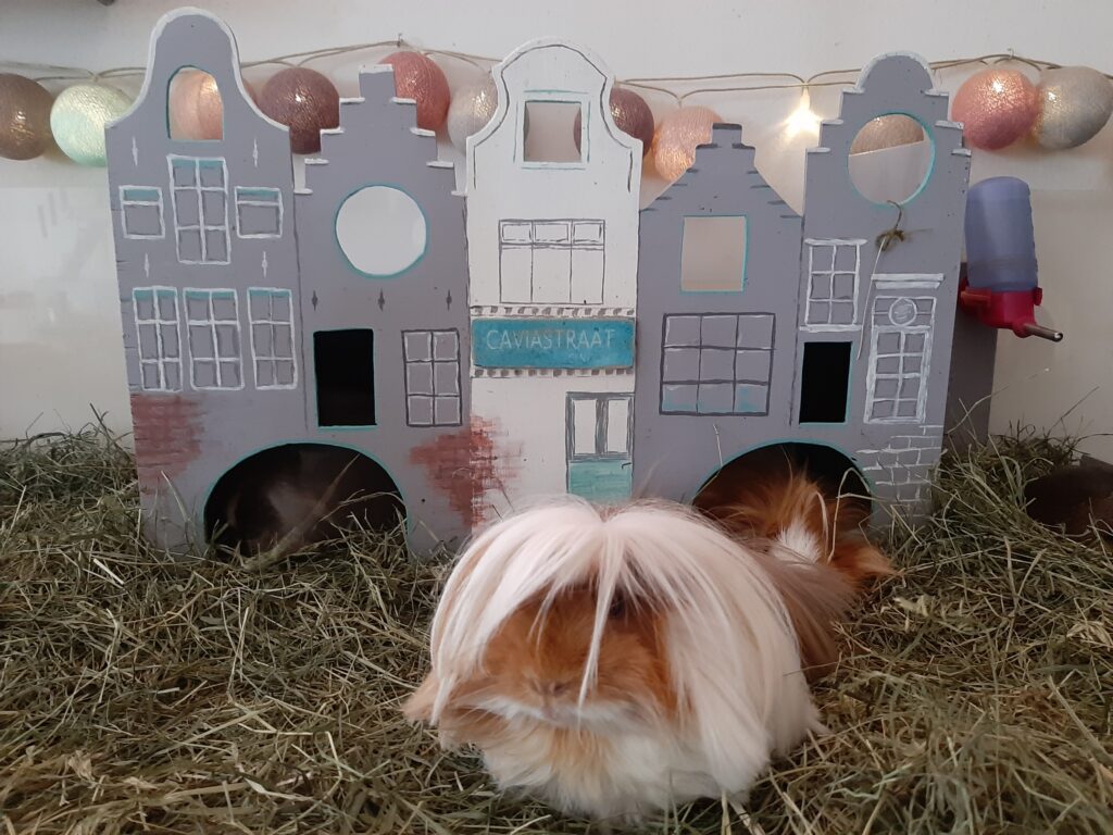 Meerschweinchen Häuser mit mehreren Ausgängen sind sehr wichtig für Meerschweinchen