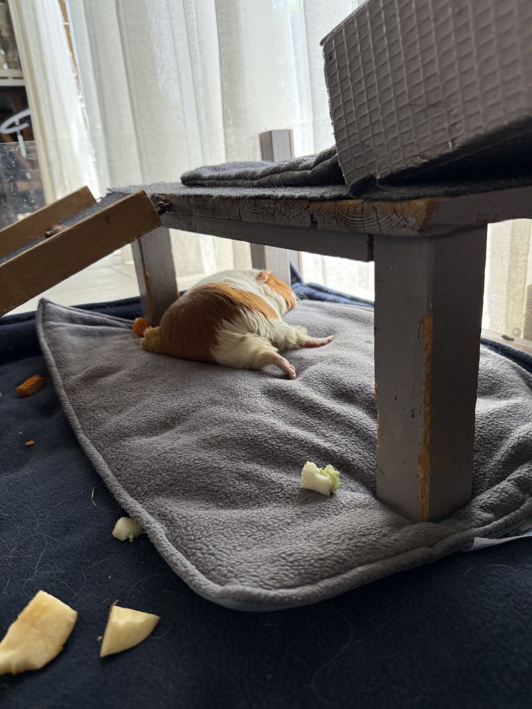 Meerschweinchen Fleecehaltung: Zusätzliche Pipipads in Bereichen, die viel genutzt werden
