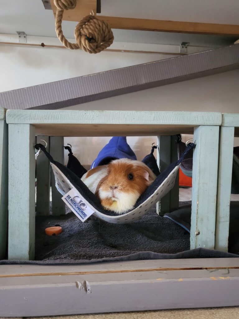 Gemütliche Hängematten für Meerschweinchen - Meerschweinchen in der Hängematte