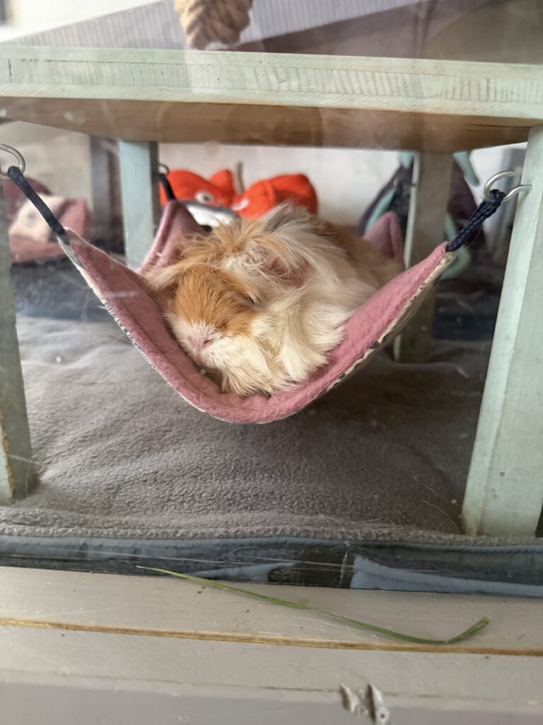 Meerschweinchen Fleecehaltung: Zusätzliche Pipipads in Bereichen, die viel genutzt werden