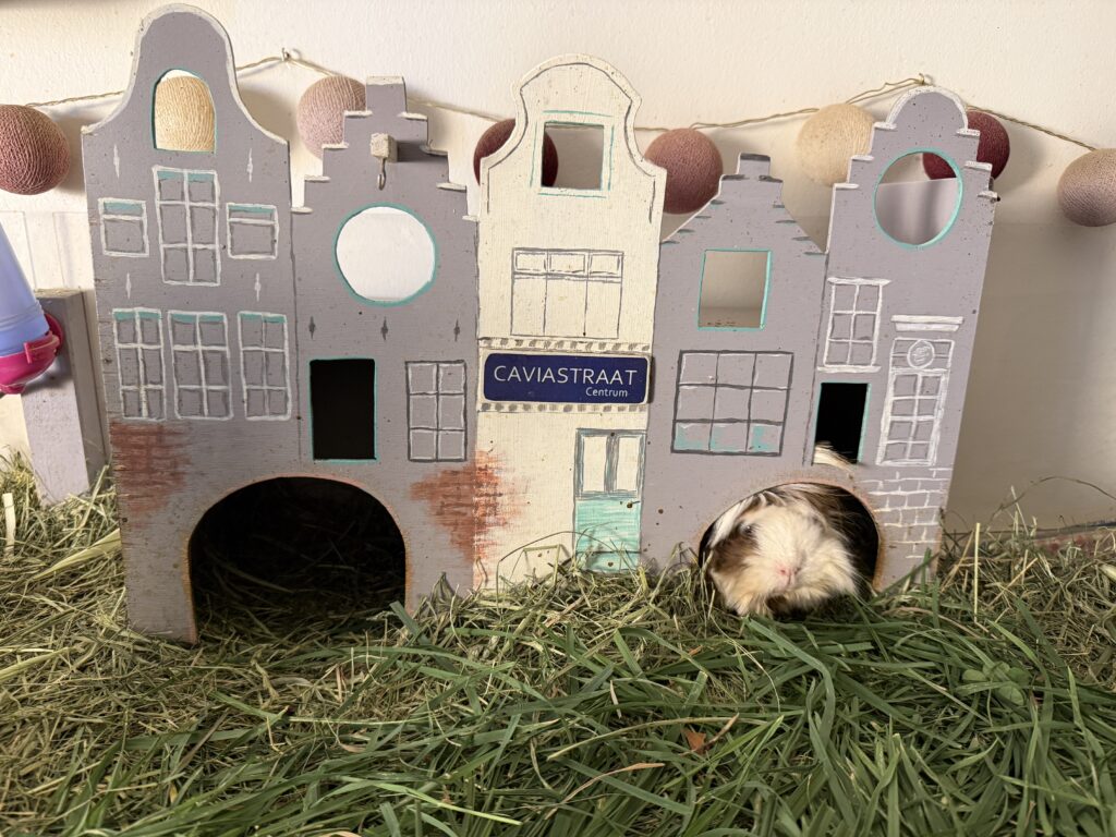 DIY Anleitung Meerschweinchen Haus im Grachtenhaus Stil Gratis im Blog