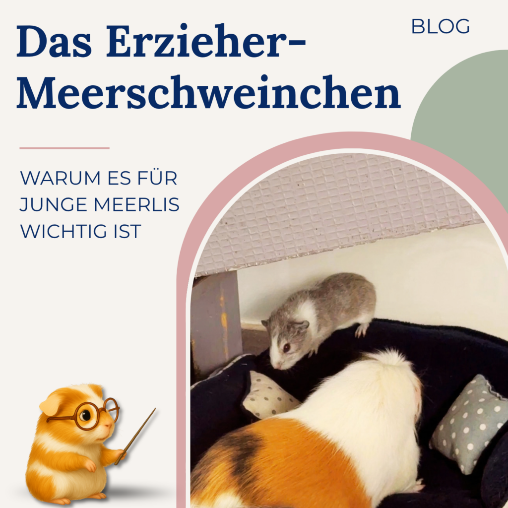 Das Erzieherschweinchen – warum es für junge Meerlis wichtig ist