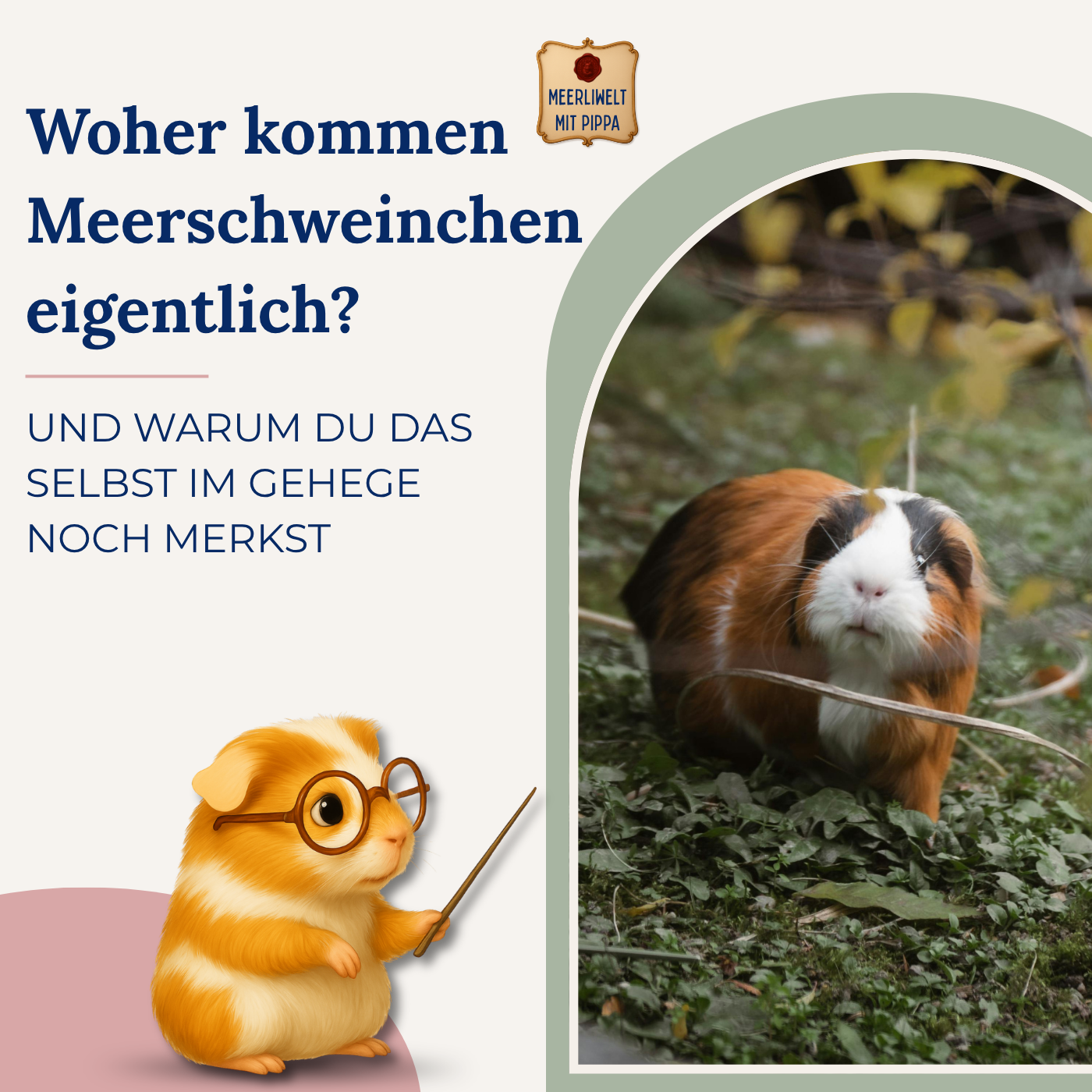 Pippa erklärt: Woher kommen Meerschweinchen eigentlich?