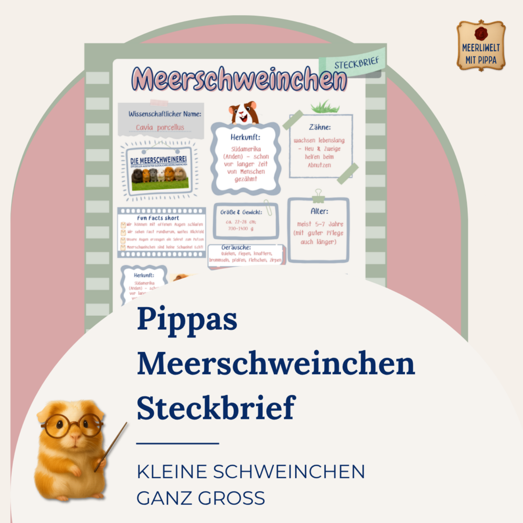 Pippas Steckbrief über Meerschweinchen