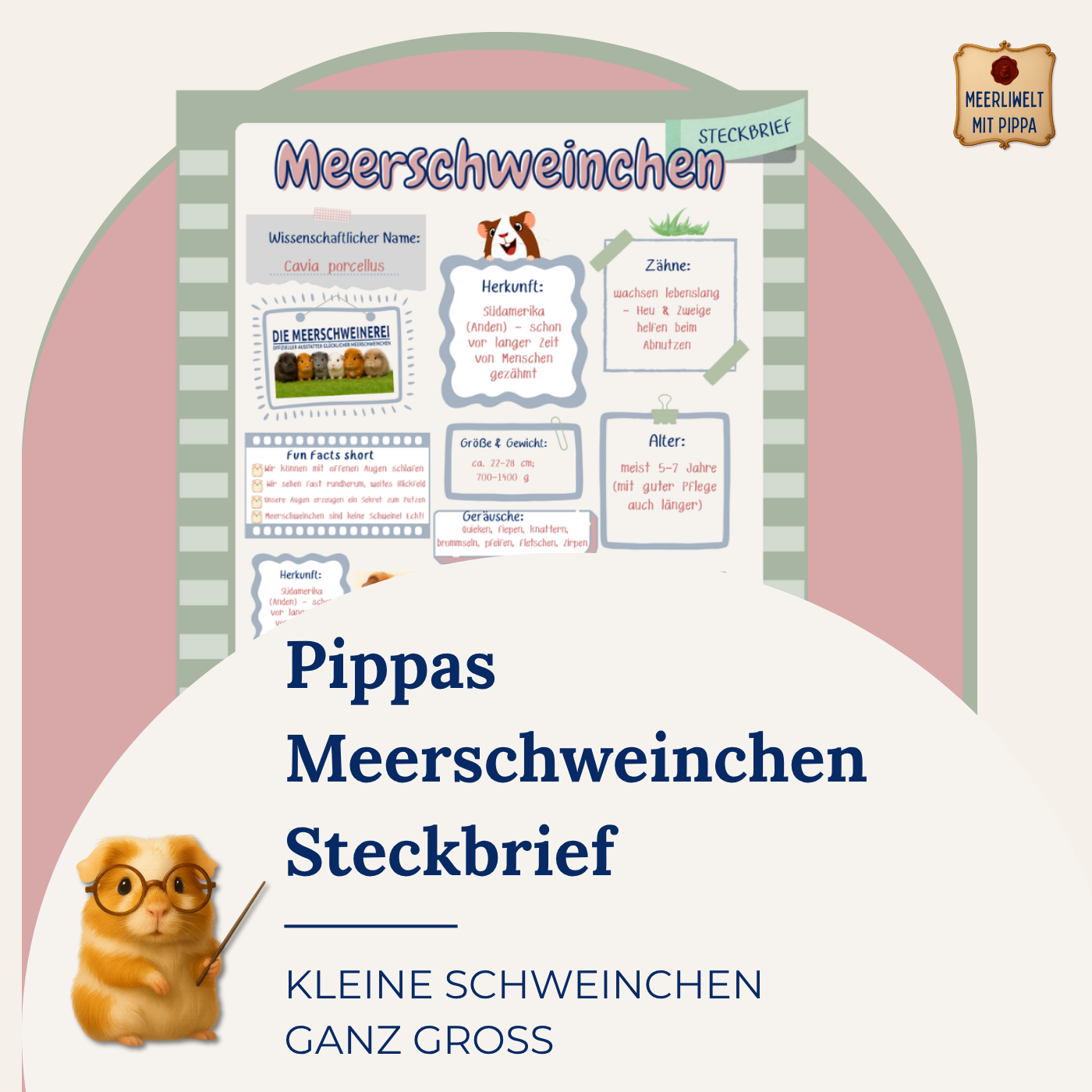 Pippas Steckbrief über Meerschweinchen