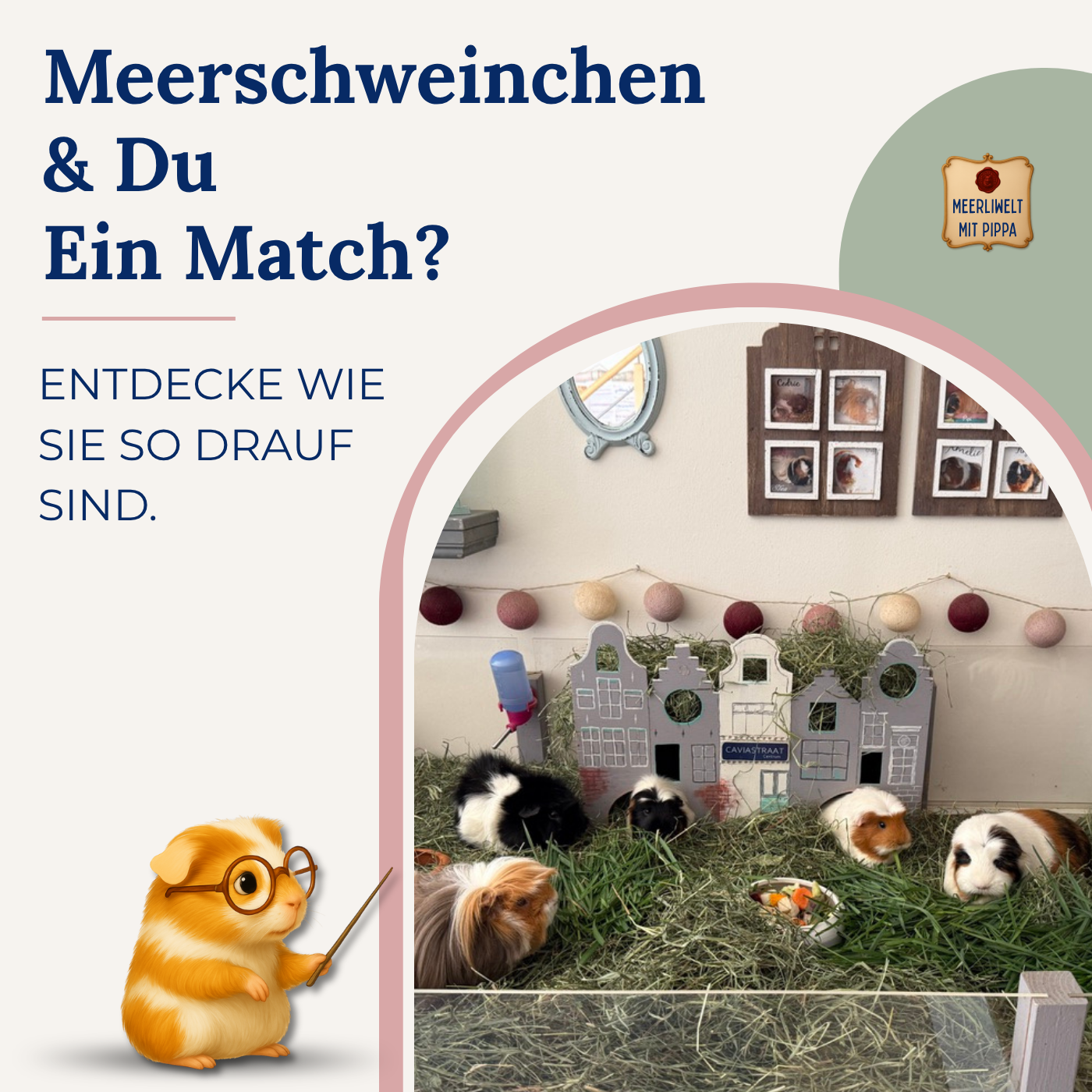 Pippa erklärt: Wie sind Meerschweinchen eigentlich so drauf?