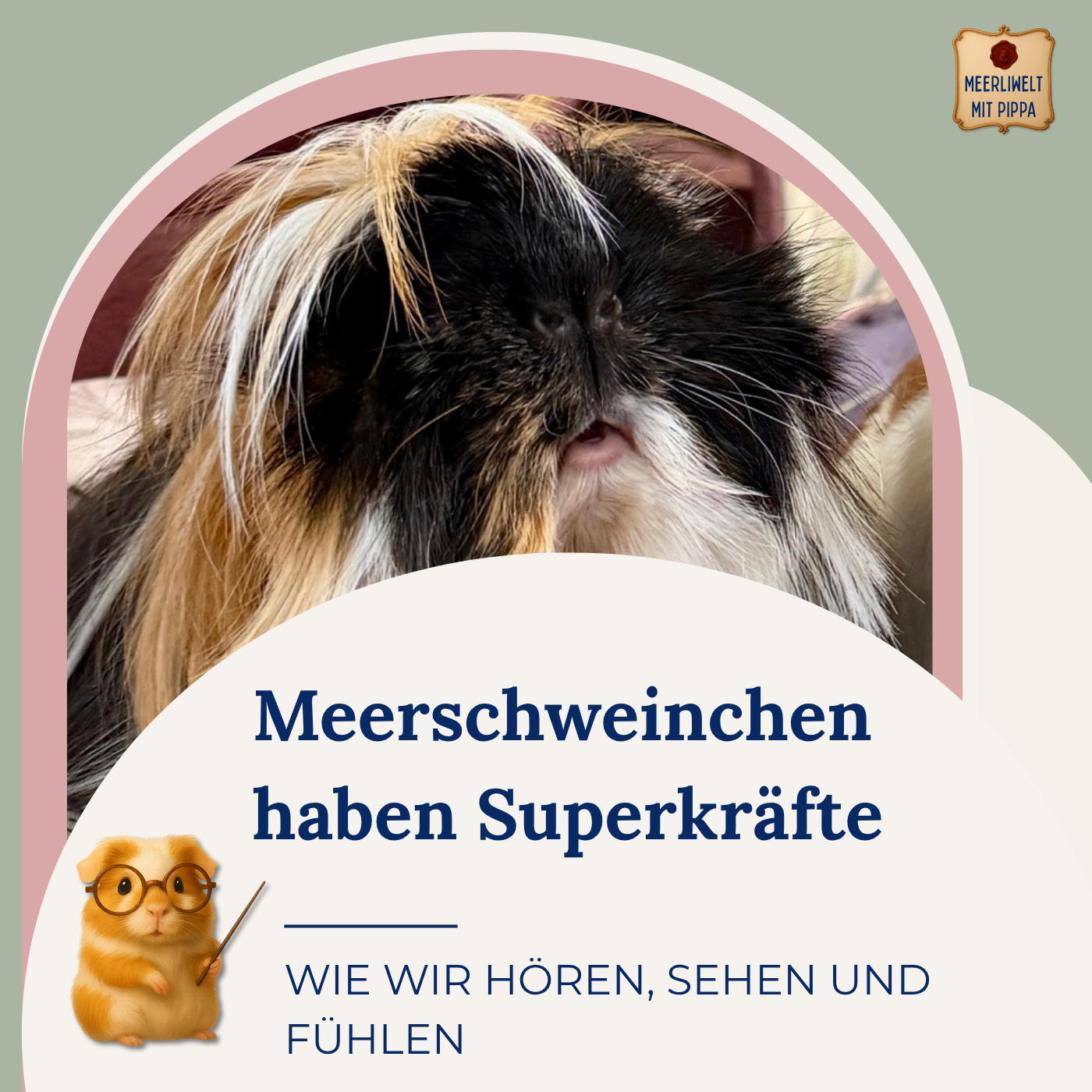 Pippa erklärt die Sinne von Meerschweinchen: „WIR HABEN SUPERKRÄFTE!“