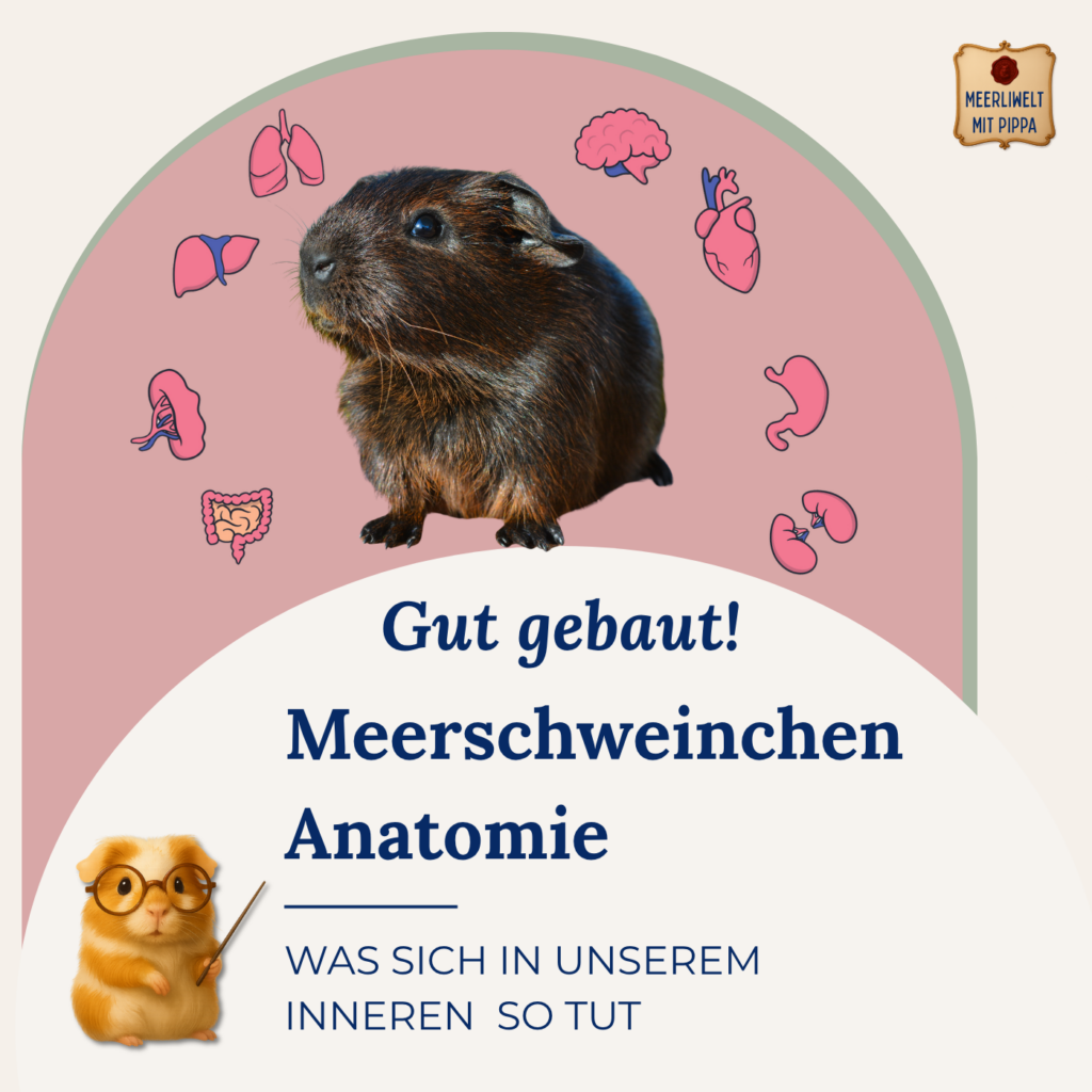 Gut gebaut! Pippa erklärt die Anatomie des Meerschweinchen
