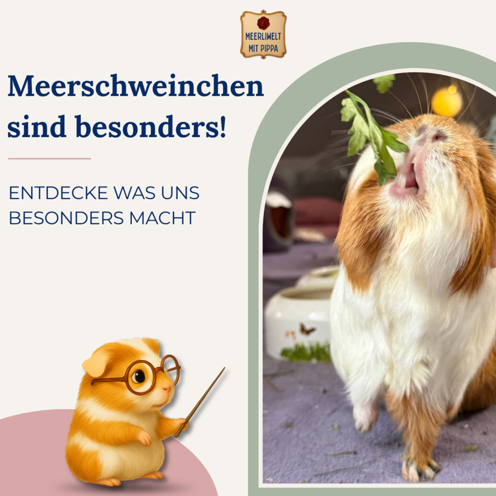 Gewöhnliche Tiere? Pippa zeigt dir Besonderheiten von Meerschweinchen