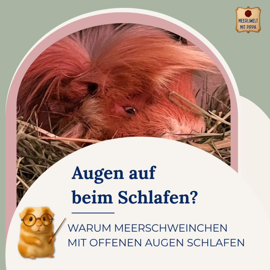 Augen auf beim Schlafen! Warum Meerschweinchen mit offenen Augen schlafen