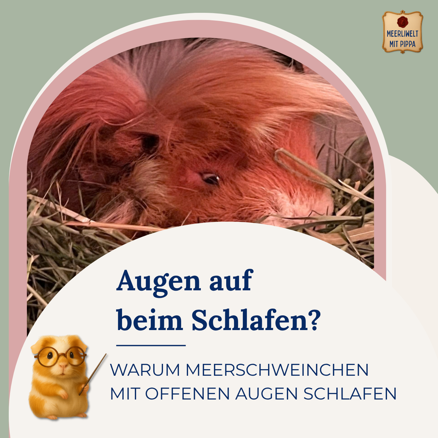 Augen auf beim Schlafen! Warum Meerschweinchen mit offenen Augen schlafen